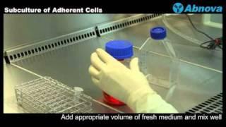 Subculture of Adherent Cells