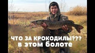 ЧТО ЗА??? КРОКОДИЛЫ В ЭТОМ БОЛОТЕ. ЩУКА ГОЛОДНАЯ.