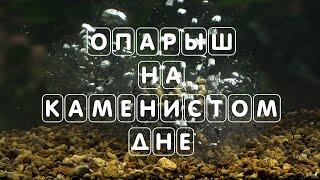 Опарыш на каменистом дне. Опарыш. Лучшая наживка. Подводные съёмки.