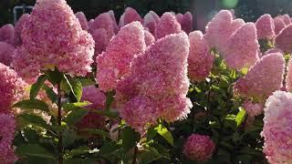 Hydrangea paniculata Living Pink & Rose