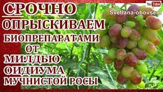 СРОЧНО ОПРЫСКИВАЕМ ВИНОГРАД БИОПРЕПАРАТАМИ от МИЛДЬЮ,ОИДИУМА,СЕРОЙ ГНИЛИ ,АНТРАКНОЗА ..