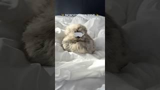 My Lazy Chicken’s Morning Routine