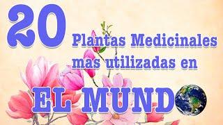 20 plantas medicinales mas utilizadas en el mundo