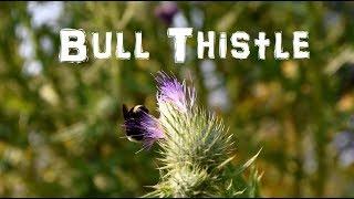 Mini Artichokes for FREE! Foraging the Bull Thistle