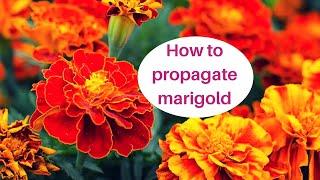 How to propagate marigold from cutting||Backyard gardening