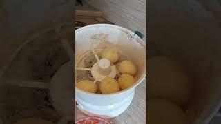 Картофелечистка, овощечистка бытовая, электрическая. Помощница на кухню.