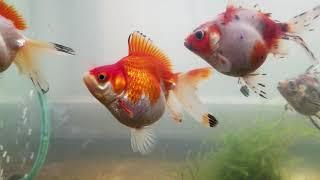 Ryukin goldfish growing bigger in 2 months...