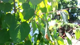 Cicada Septendecim Calling for Love - Up Close and Personal - 06/04 - Brood II in NJ - HD