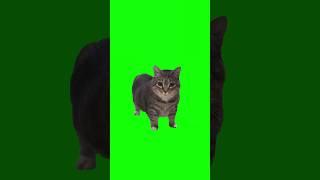 Oiia oiia spinning cat #cat #cats #catlover #catvideos #catshorts #catsofyoutube