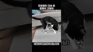 건강검진 다녀 온 겁쟁이 고양이