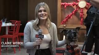 Local Southern California dog rescue group, Labradors & Friends