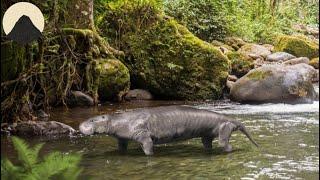 The Evolution of Sea Cows