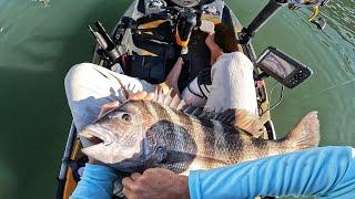 Back Bay Slam (Sheepshead, Striper, & Tautog)