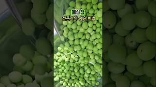 전문가의 매실청 담그는 비법!독은 없애고 약성은 좋게!