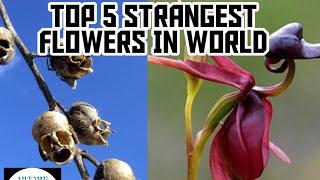 Top 5 strangest flowers in world || AJAY TECH WORLD