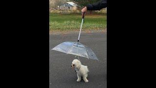 LESYPET Dog Umbrella with Leash Pet Adjustable Umbrella for Small Dogs