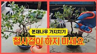 철사걸이 없이 분재나무 키우기 #홍자단