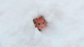 ハムスターとの雪遊び