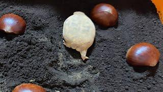 The chestnut orchard has become a playground for Rain frogs 