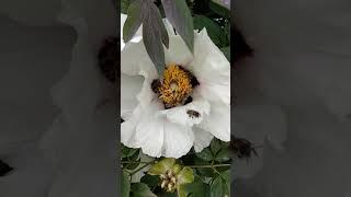 Tree Peony / Пион Древовидный