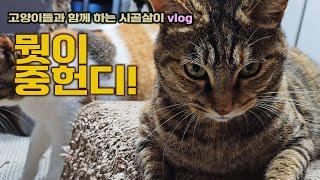 공개! 고양이들과의 일상ㅎ #북엇국 / 고양이들과 함께 하는 시골살이 vlog