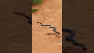 Black King cobra  vs Russell viper very dengerous fight