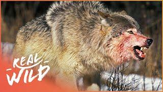 The War Of The Wolf Packs - Part 1 (Wolf Documentary HD) | White Wolf | Real Wild