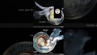 Live from the Lab: Deep Dive on Pteropods