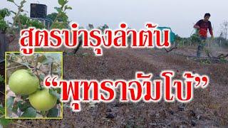 บำรุงต้นพุทราจัมโบ้หลังตัดต้นรอบใหม่ สูตรปุ๋ยเคมีบำรุงต้นเร่งการเจริญเติบโต