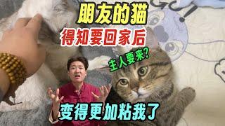 朋友的猫 得知要回家后~变得更加粘人了！要不要让小七的主人 把小七留在我家？