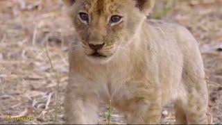 The little lion was abandoned by the lions and finally saved himself with strong willpower