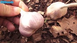 Planting my purple garlic, Allium sativum early this year 2019