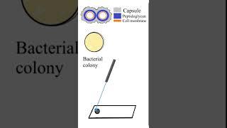 Capsule Staining Procedure #microbiology #bacteria #capsule #staining