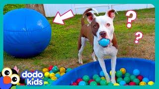 Wait! Where’s My BALL?! | Dodo Kids | Funny Dog Videos