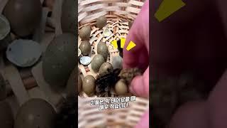요즘 유행하는 미니 병아리 키우기