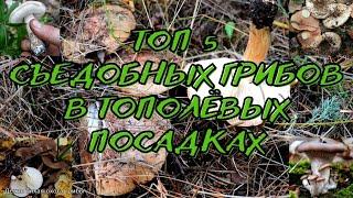 ТОП 5 съедобных грибов в тополёвых посадках