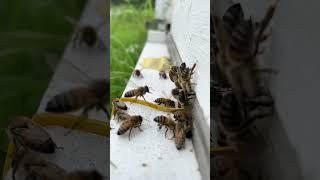 Bees in Slow Motion and Flying Backward at the Entrance of the Hive