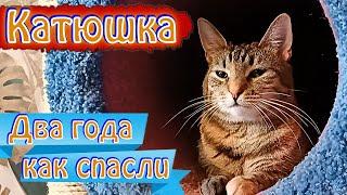 Катюшка. Два года как спасли.