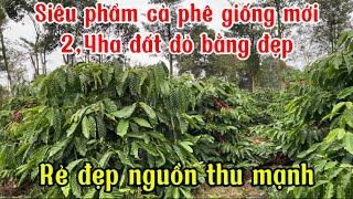 SIÊU PHẨM CÀ PHÊ GIỐNG MỚI NGUỒN THU MẠNH. Đăk mol, Đăk song, Đăk nông.