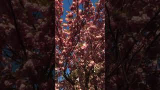  Весна. Чудесное Преображение Природы 6 | Incredibile Trasformazione Primaverile della Natura