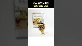 망한 양모펠트 랭킹 노래