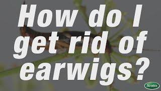 How to get rid of earwigs| Scotts