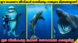 Terrifying Sea Animals That Are Actually Friendly | Ocean | Facts Malayalam | 47 ARENA