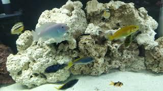 African cichlid tank