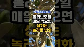 올리브오일 매일 먹으면 생기는 놀라운 효능 5가지 #올리브 #올리브오일 #건강정보