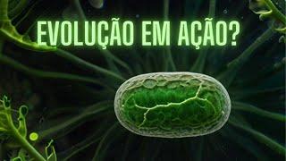 Biólogo PhD reage: Evolução rara! Alga engloba bactéria e cria novo organismo