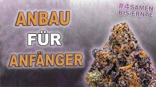 Einfach Cannabis Anbauen  Autoflower Grow [Woche 5]