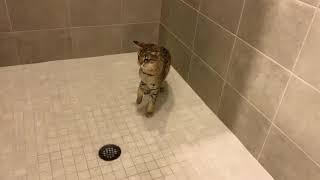 Savannah Cat Loves Taking A Shower