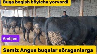 Chorvodor amakimizni Angus buqalari sotiladi