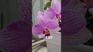 #호접란
